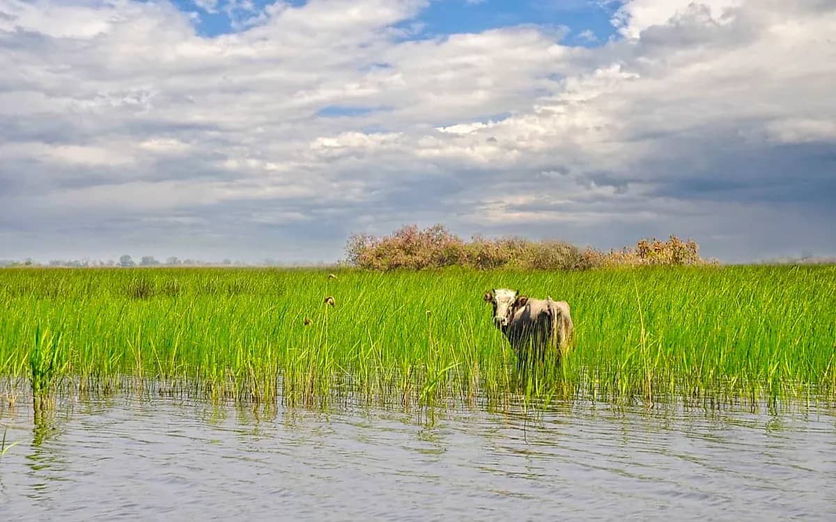 Karacabey Floodplain Forest & Water Lily Lake: Turkey's 2nd Largest Flooded Forest