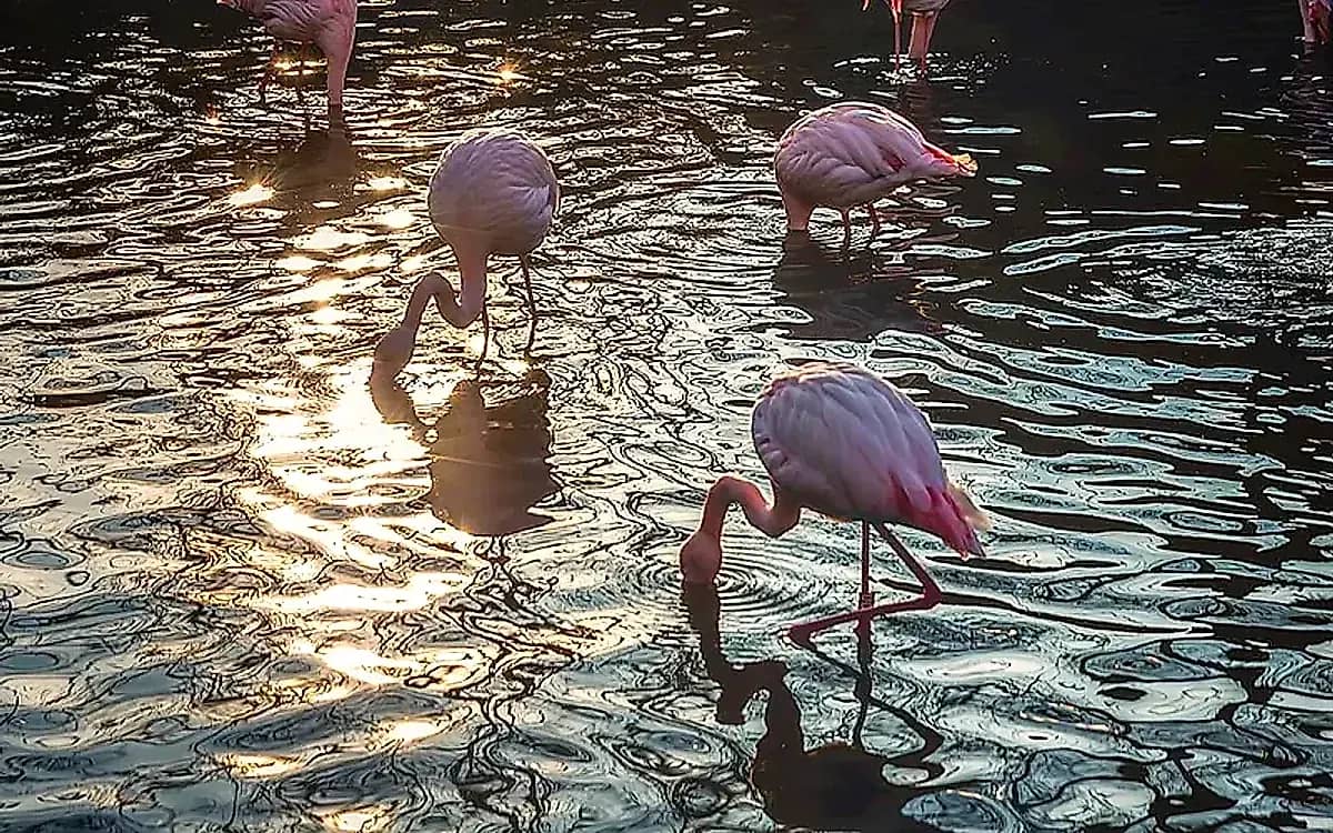 Bursa-Zoo