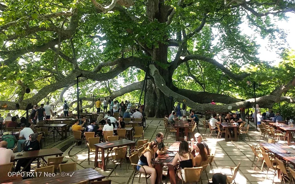 Historical İnkaya Plane Tree: 600-Year-Old Monumental Ottoman Tree & Guide