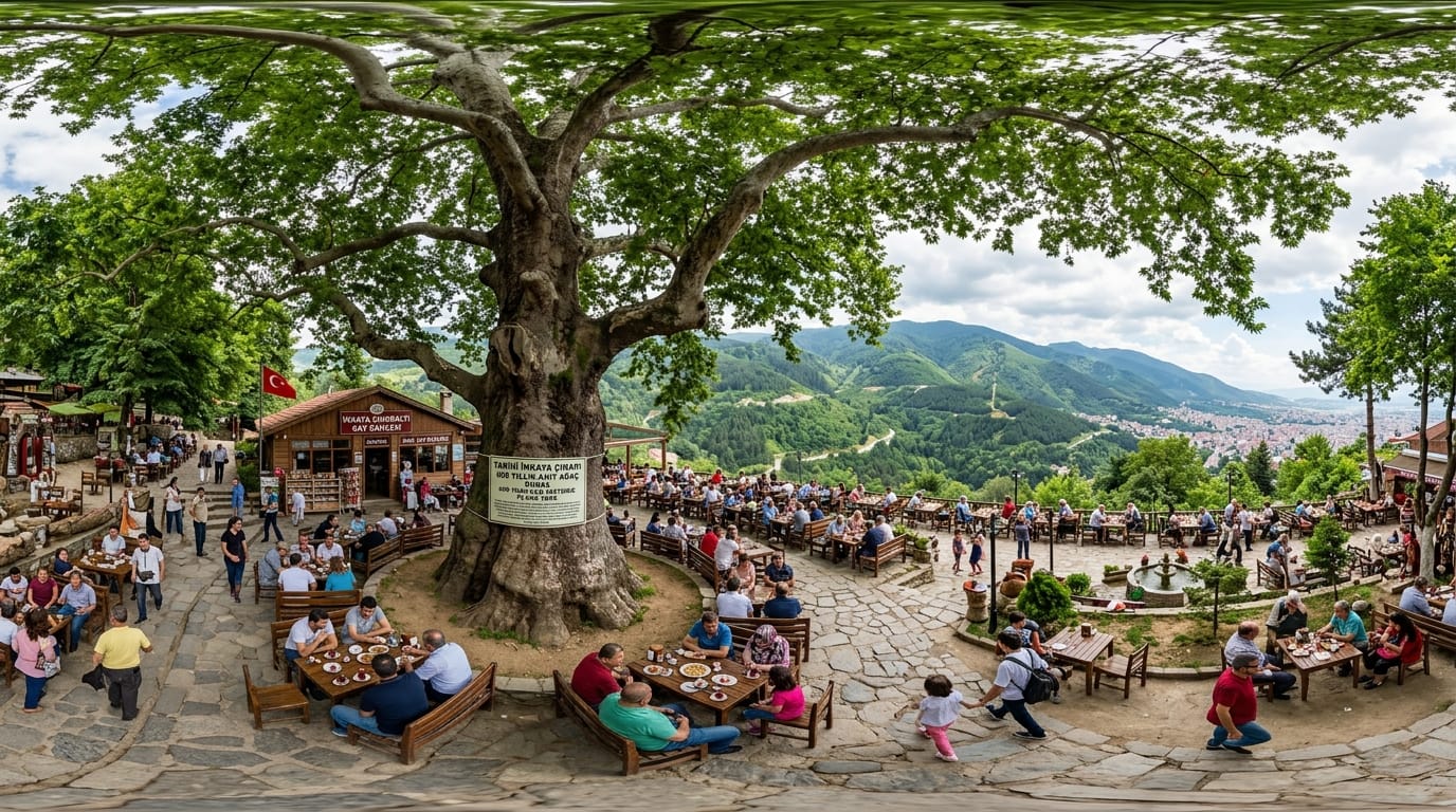 Historische Incaya-Platane: 600 Jahre alter osmanischer Gedenkbaum und Naturführer